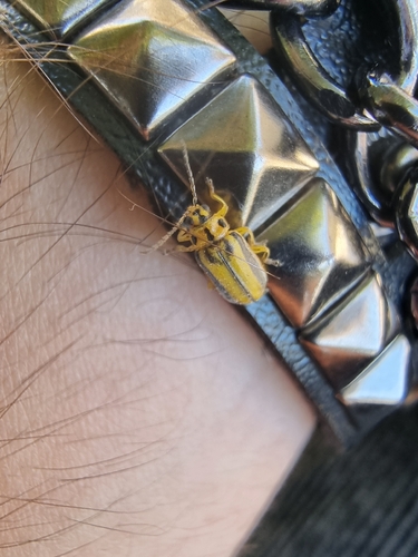 Elm Leaf Beetle