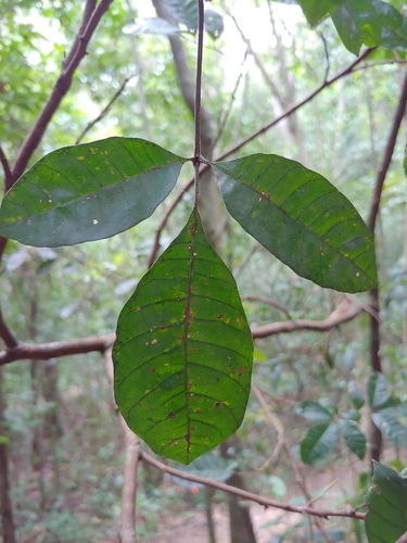 Trichilia pallida, photograph 4