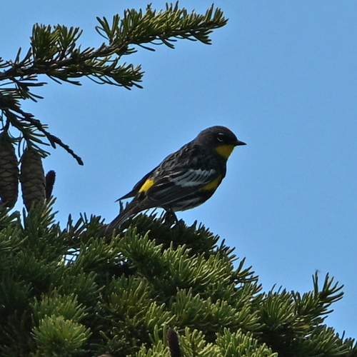 Audubon's Warbler