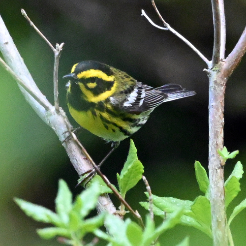 Townsend's Warbler