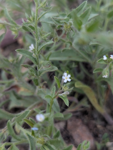 Flatspine Stickseed