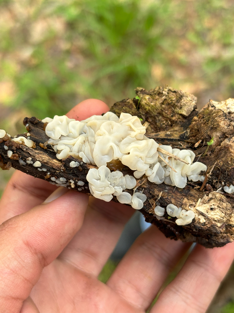 white jelly fungus · June 2026 · photo: Photo: (c) Ricardo Betancourt Sánchez, some rights reserved (CC BY) · iNaturalist