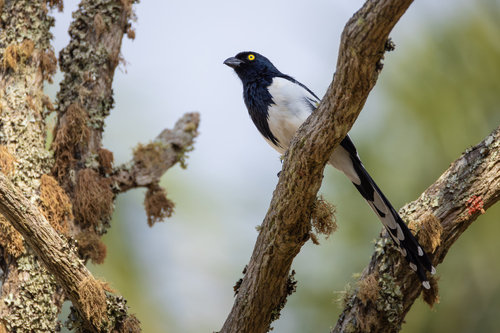 Magpie Tanager