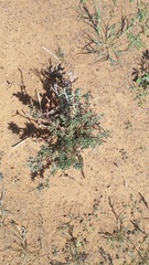 Tetraena cylindrifolia