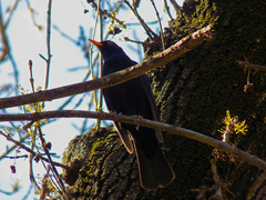 Turdus merula