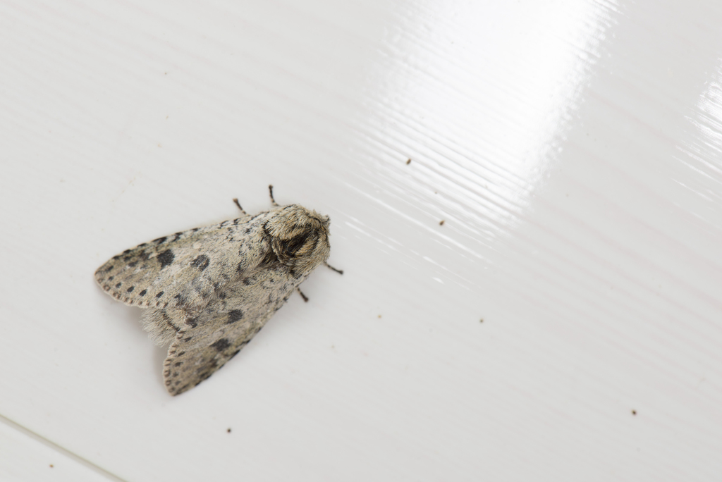 Libido bipunctata