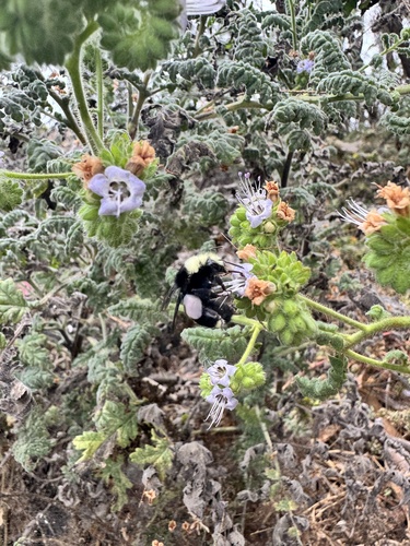 Yellow-faced Bumble Bee