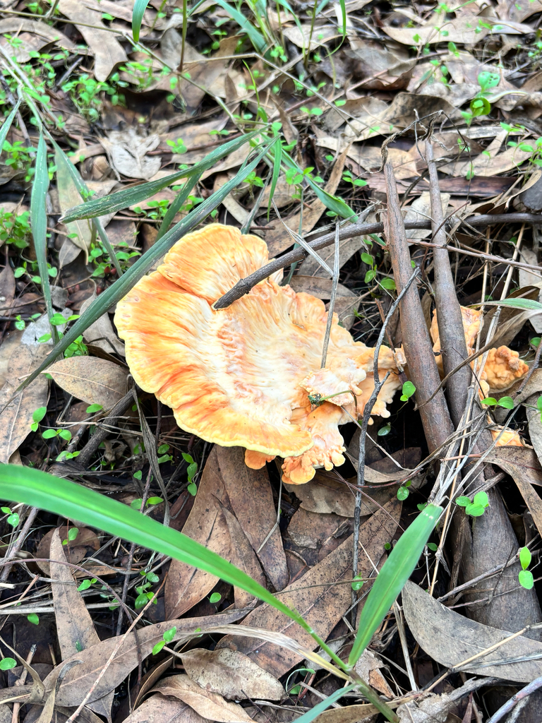 Western Hardwood Sulphur Shelf · June 2026 · photo: Photo: (c) Ricardo Betancourt Sánchez, some rights reserved (CC BY) · iNaturalist