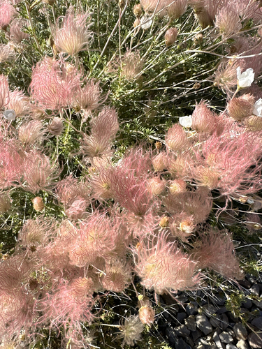 Apache plume