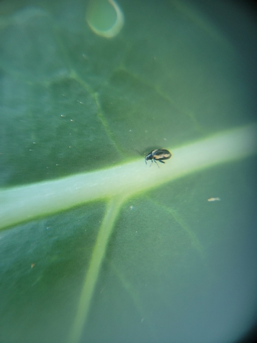Phyllotreta