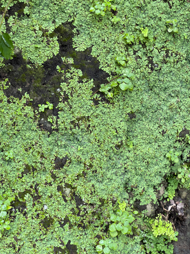 Plagiochasma rupestre