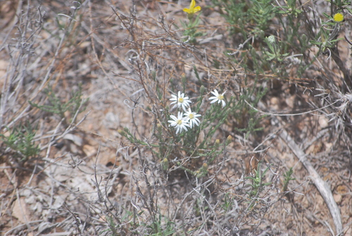 Heath-leaved Chaetopappa