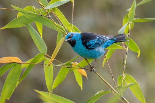 Blue Dacnis