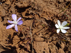Brodiaea nana