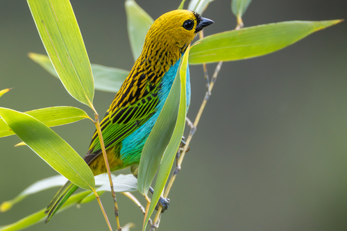 Gilt-edged Tanager