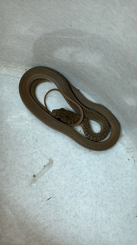 Neotropical Whip Snake (Masticophis mentovarius)
