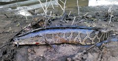 Channa argus