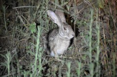 Lepus victoriae