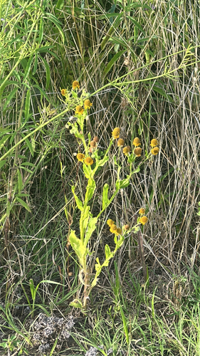 Smallhead Sneezeweed