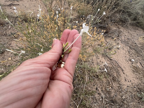 Flaxflowered Ipomopsis