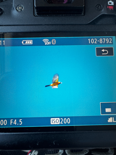 Hooded Oriole