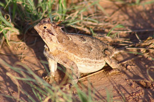 Texas Horned Lizard