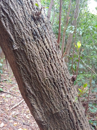 Sideroxylon salicifolium, photograph 6