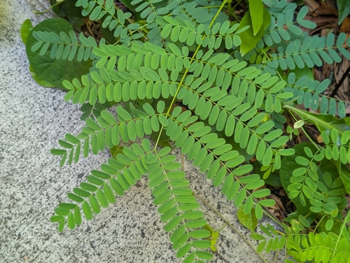 Caesalpinia pulcherrima observed 2026-06-12