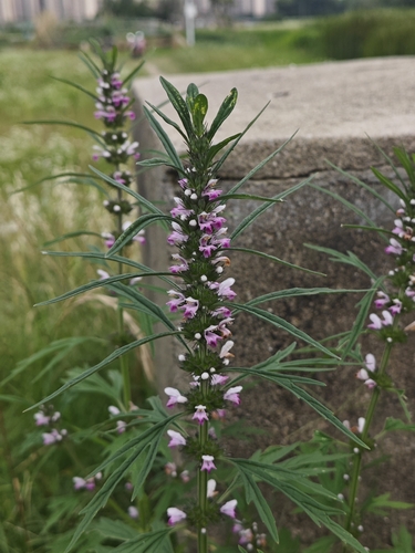 Chinese motherwort