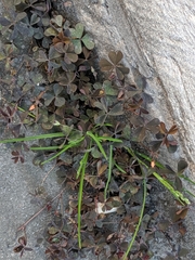 Oxalis corniculata