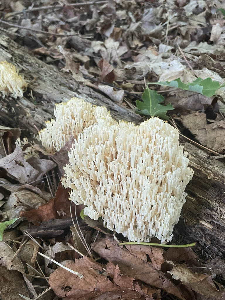 crown-tipped coral fungus · June 2026 · photo: Photo: (c) nuthatchnicole, some rights reserved (CC BY) · iNaturalist