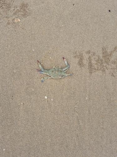 Asian Blue Swimming Crab