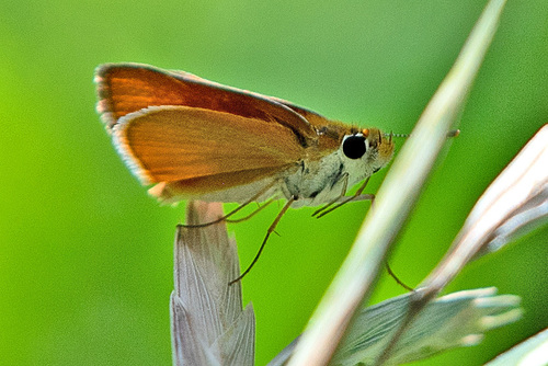 Orange Skipperling