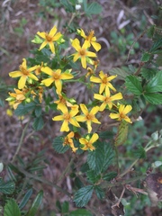 Hypericum cistifolium