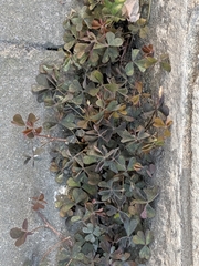 Oxalis corniculata