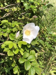 Rosa canina