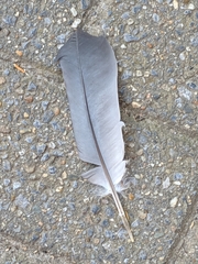 Columba livia domestica