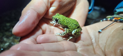 Chihuahuan Green Toad
