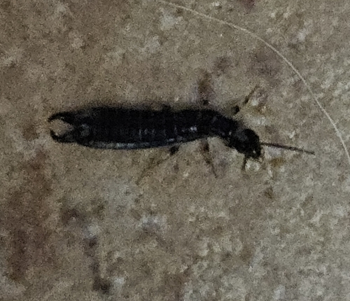 Ring-legged Earwig
