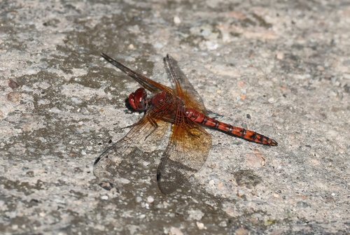 Red Rock Skimmer