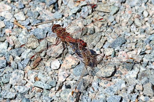 Variegated Meadowhawk