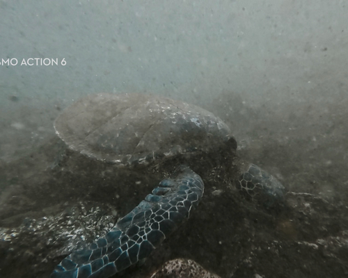 Eretmochelys imbricata, 2026-06-12
