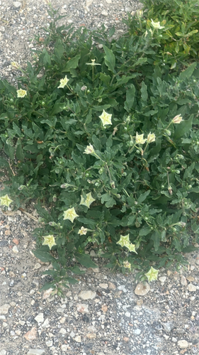 Edwards plateau five-eyes