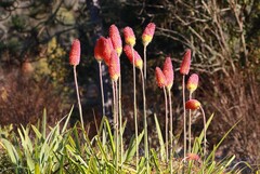 False Aralia (Triclissa)