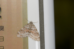 Trichopterigia sanguinipunctata
