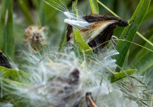 Antelopehorn Milkweed