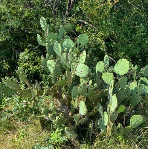 Texas Pricklypear