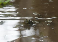 Lithobates grylio