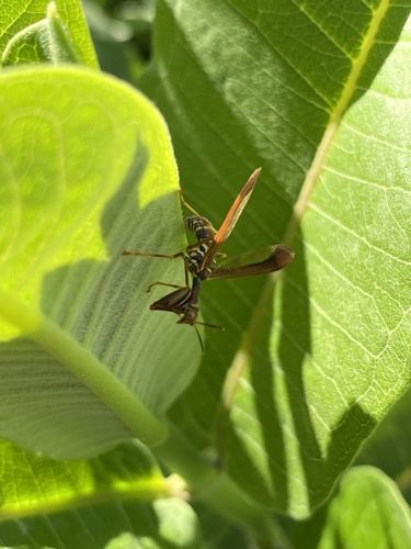 Brown Wasp Mantidfly