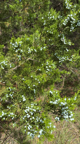 eastern redcedar